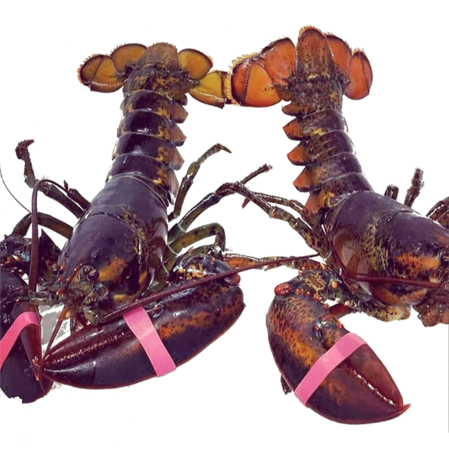 Lobster Straps